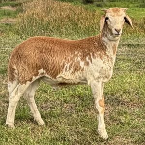 Wethers - currently none available