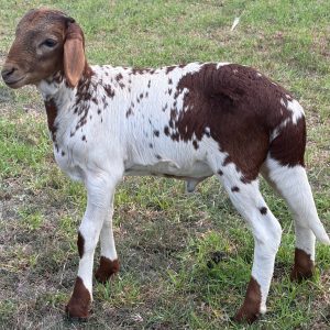 Rams - currently none available