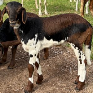 Ewes - currently none available