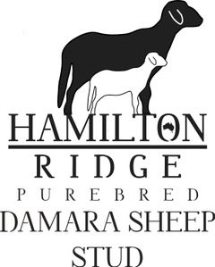 Hamilton Ridge Purebred Damara Stud
