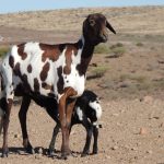 shepherds - photo1
